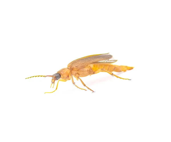 扁平Oak Borer甲虫 Flat Oak Borer Beetle Smodicum Cujiforme 长角甲虫的一种中型破坏性害虫 在幼体阶段破坏木材 — 图库照片