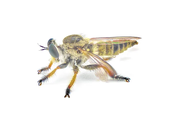 Robberfly Robber Fly One Three Species Megaphorus Clausicellus Laphroides Minutus — Stock Photo, Image