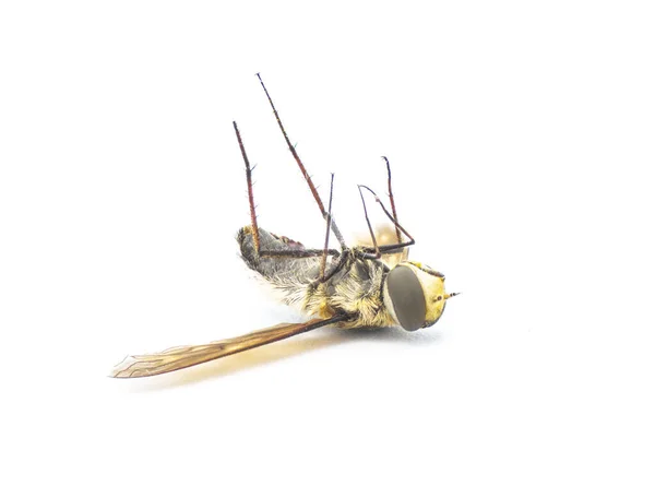 Martwy Mucha Małej Pszczoły Exoprosopa Fascipennis Floryda Wersja Pospolitych Gatunków — Zdjęcie stockowe