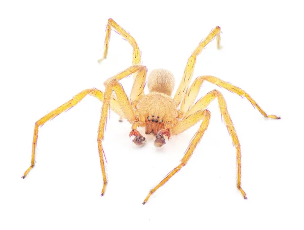 古巴猎手蜘蛛侠 古巴蜘蛛 Decaphora Cubana 斯巴达西达家族中的小蜘蛛 隔离在白色背景正面视图上 — 图库照片