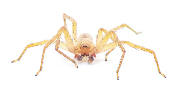 Spider Cacciatore Cubano Decaphora Cubana Piccolo Ragno Della Famiglia Sparassidae — Foto Stock