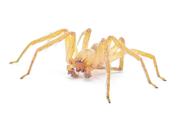 Cuban Huntsman Spider Decaphora Cubana Small Spider Family Sparassidae Isolated — Stock Photo, Image