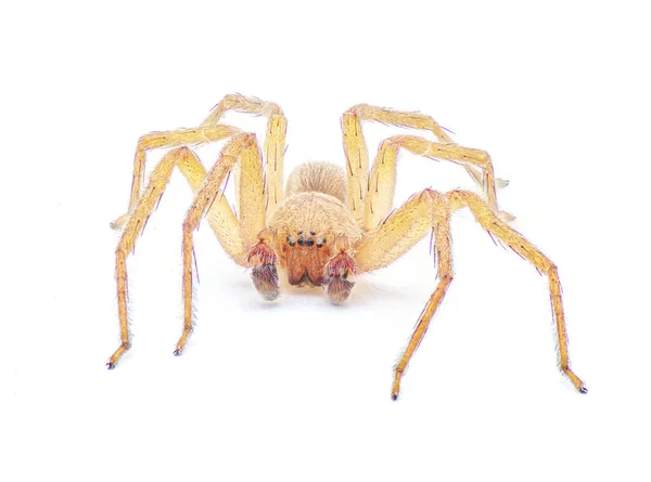 Cazador Cubano Spider Decaphora Cubana Una Pequeña Araña Familia Sparassidae — Foto de Stock