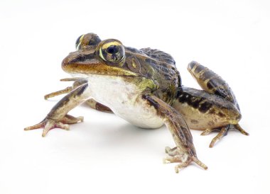 Güney leopar kurbağası - Lithobates sphenocephalus ya da Rana sphenocephala - beyaz arka planda izole edilmiş ön profil üst karın altında görünüyor