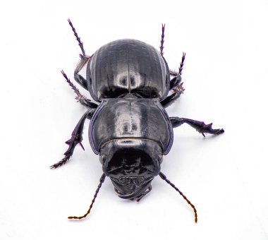 Pasimachus subsulcatus (Pasimachus subsulcatus), Florida 'nın kuzeyinde bulunan büyük savaşçı bir böcek türüdür. Beyaz arka planda izole edilmiş. Üst arkaplan ön görünümü