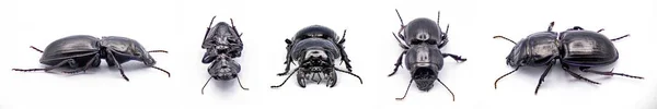 適度に硫酸化した戦士甲虫 Pasimachus Subsulcatus フロリダ北部で見られる大型の戦士甲虫の一種 白地に隔離されてる — ストック写真