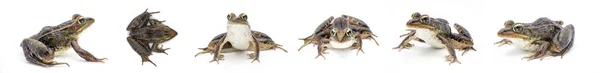 Νότια Λεοπάρδαλη Βάτραχος Lithobates Sphenocephalus Rana Sphenocephala Απομονώνονται Λευκό Φόντο — Φωτογραφία Αρχείου