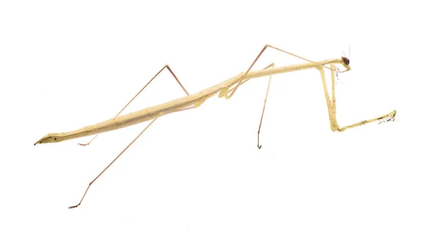 stock image Thesprotia graminis, the American grass like mantis, is a species of native to the Southern United States. It is found in Florida and Georgia. Isolated on white background side profile view