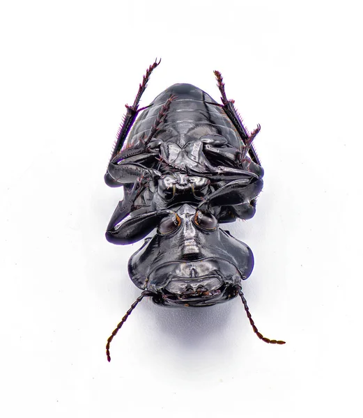 適度に硫酸化した戦士甲虫 Pasimachus Subsulcatus フロリダ北部で見られる大型の戦士甲虫の一種 白地に隔離されてる 下腹面図 — ストック写真