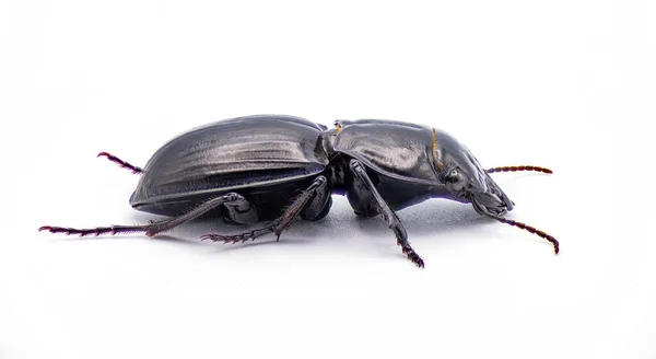 適度に硫酸化した戦士甲虫 Pasimachus Subsulcatus フロリダ北部で見られる大型の戦士甲虫の一種 白地に隔離されてる サイドプロフィールビュー — ストック写真