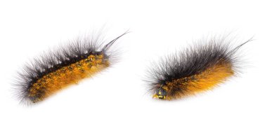 salt marsh moth or acrea moth caterpillar - Estigmene acrea - isolated on white background two views clipart