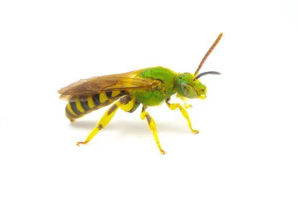 Agapostemon Splendens Коричневые Полосатые Полосатые Металлические Зеленые Потные Пчелы Виды — стоковое фото
