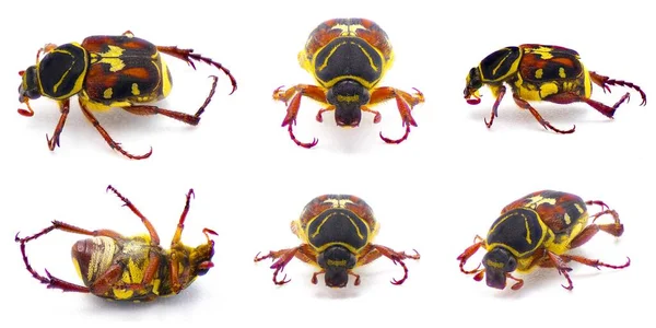 Escarabajo Escarabajo Escarabajo Flores Palmetto Trigonopeltastes Floridanus Raro Que Encuentra —  Fotos de Stock