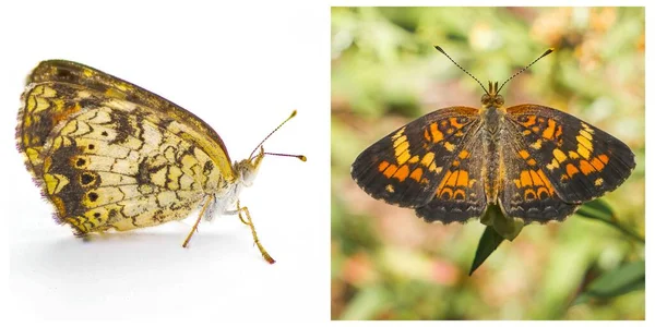 Perlensichel Phyciodes Tharos Ist Ein Schmetterling Aus Nordamerika Ist Allen — Stockfoto