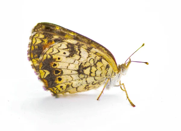 Phyciodes Phaon Florida Beyaz Arka Planda Bulunan Bir Kelebek Türüdür — Stok fotoğraf