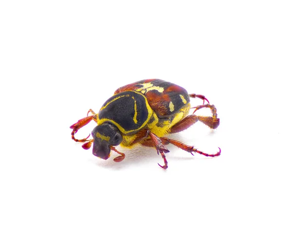 Квіти Scrub Palmetto Scarab Chafer Beetle Trigonopeltastes Floridanus Рідко Зустрічаються — стокове фото