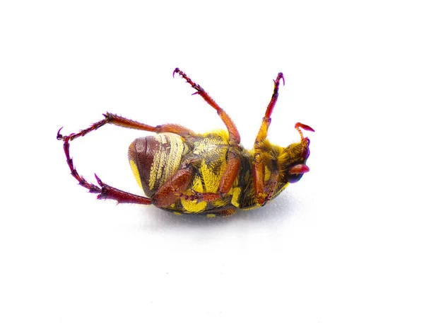 Escarabajo Escarabajo Escarabajo Flor Palmetto Trigonopeltastes Floridanus Raro Que Encuentra — Foto de Stock