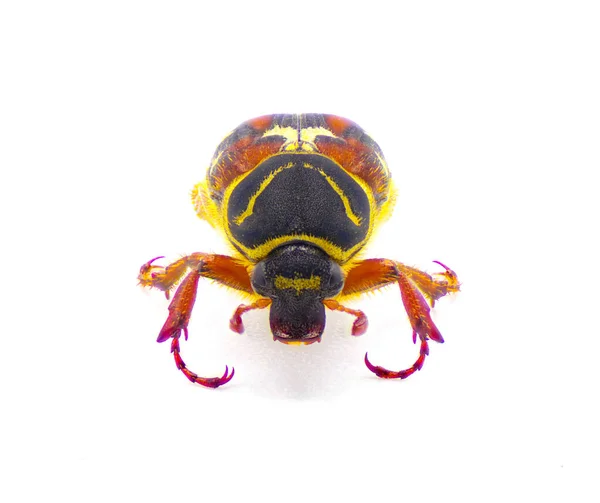 Scrub Palmetto Flower Scarab Chafer Beetle Trigonopeltastes Floridanus Rare Found — Stock Photo, Image