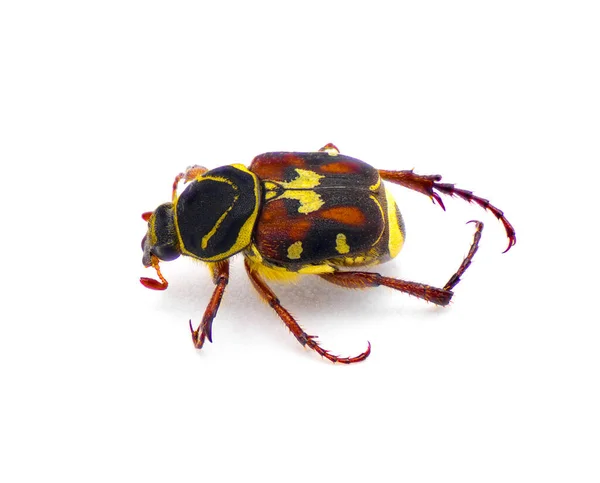 Escarabajo Escarabajo Escarabajo Flor Palmetto Trigonopeltastes Floridanus Raro Que Encuentra — Foto de Stock
