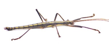 Large southern two striped walking stick -  Anisomorpha buprestoides - isolated on white background great full detail throughout side view Close up clipart