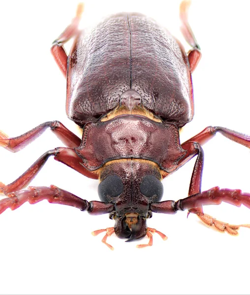 Prionus Pocularis Diş Boyunlu Longhorn Böceği Beyaz Arka Planda Yakın — Stok fotoğraf