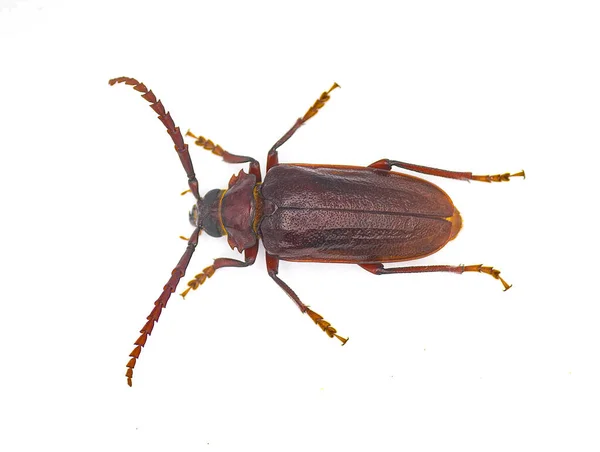 Prionus Pocularis Escarabajo Cuerno Largo Con Cuello Diente Aislado Sobre —  Fotos de Stock
