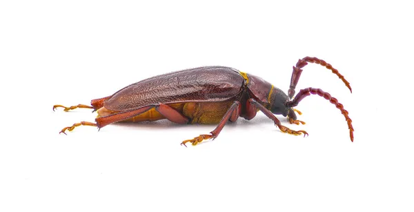 Prionus Pocularis Escarabajo Cuerno Largo Con Cuello Diente Aislado Sobre — Foto de Stock