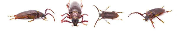 プリオノス ピクラカリス Prionus Ppecialis 長い角を持つ甲虫の歯 白い背景に隔離された4つのビュー — ストック写真