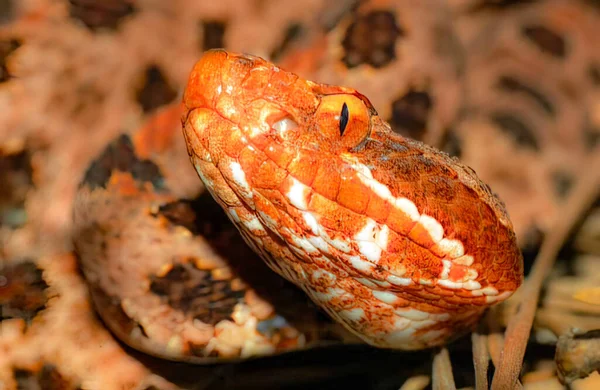 Közelkép Vörös Fázisú Carolina Pigmy Vagy Pygmy Csörgőkígyó Sistrurus Miliarius — Stock Fotó