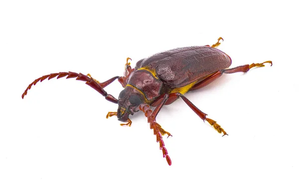 头颈长角甲虫 Prionus Pocularis Tooth Neck Longhorn Beetle 独立于白色背景的前侧面轮廓视图 — 图库照片