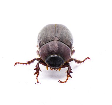 Kahverengi Haziran böceği böceği - Diplotaxis punctatorugosa - Florida 'da bulunan bir böcek, beyaz arka plan ön yüz görünümünde izole edilmiş
