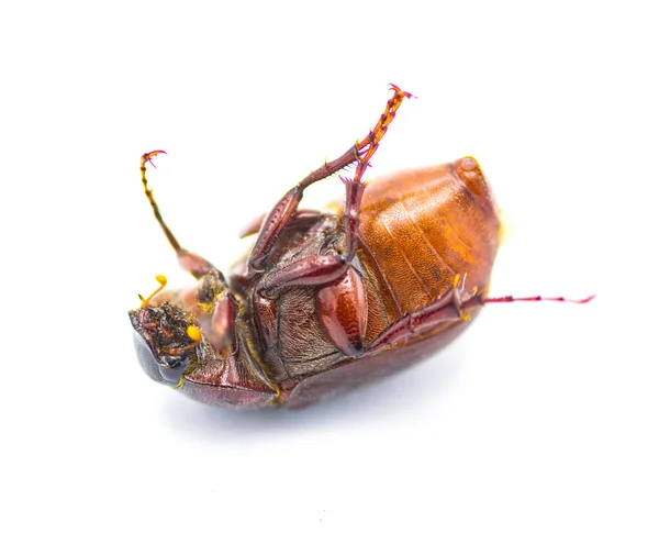ブラウン6月甲虫虫昆虫 Diplotaxis Partatorugosa フロリダ州で発見されたスカラブで 白い背景の底の垂直方向の眺めに隔離されています — ストック写真