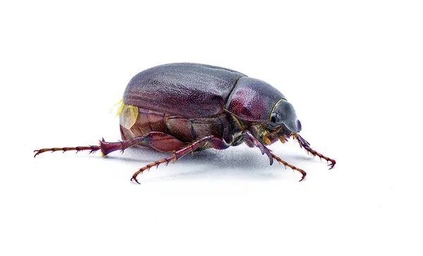 Escarabajo Marrón Junio Insecto Diplotaxis Punctatorugosa Escarabajo Encontrado Florida Aislado — Foto de Stock