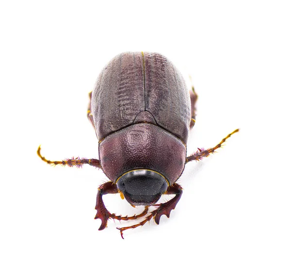 ブラウン6月のカブトムシ虫 Diplotaxis Partatorugosa フロリダ州で発見されたスカラブで 白い背景プロフィールビューに隔離されています — ストック写真