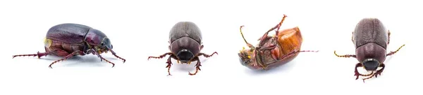 褐六月甲虫昆虫 二倍体昆虫 在佛罗里达州发现的一种金丝雀 从白色背景中分离出4种观点 — 图库照片