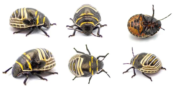 Jewel Bug Escudo Amarillo Anaranjado Negro Escarabajo Respaldado Orsilochides Guttata —  Fotos de Stock