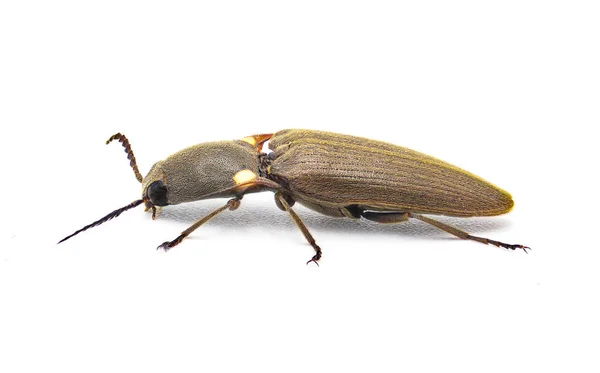 鹿角虫 一种罕见的发光生物发光小甲虫 有两个大的黄色分生孢子 发光绿色 独立于白色背景侧面轮廓视图 佛罗里达 — 图库照片