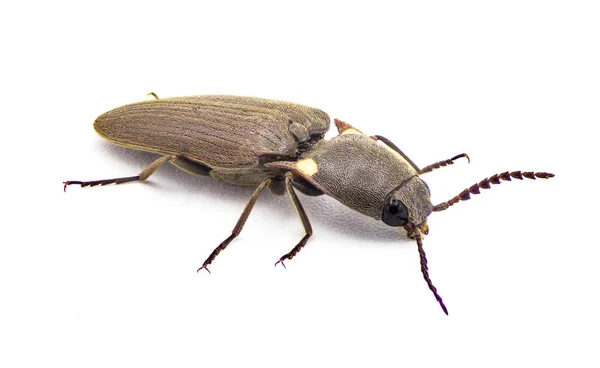 Deilelater Atlanticus Pequeño Escarabajo Clic Bioluminiscente Brillante Raro Poco Común — Foto de Stock