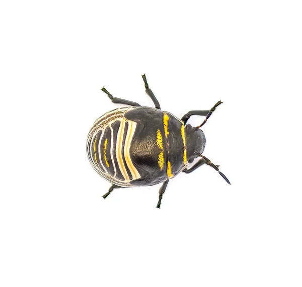 Jewel Bug Escudo Amarillo Anaranjado Negro Escarabajo Con Respaldo Orsilochides —  Fotos de Stock