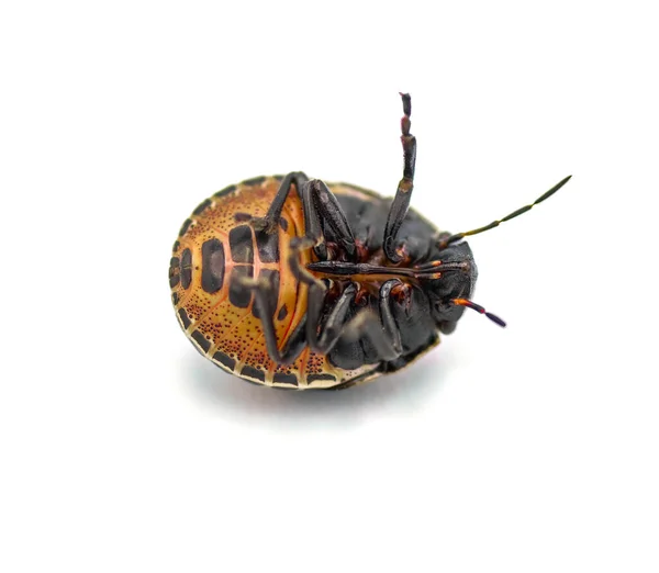 Jewel Bug Escudo Amarillo Anaranjado Negro Escarabajo Con Respaldo Orsilochides —  Fotos de Stock