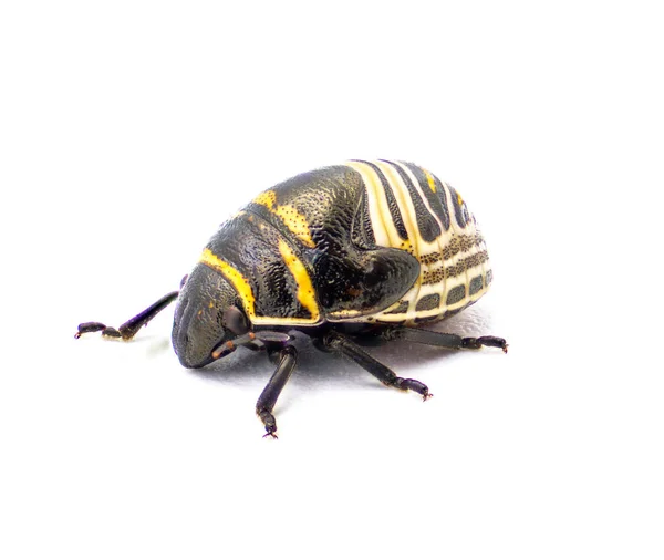 Jewel Bug Escudo Amarillo Anaranjado Negro Escarabajo Con Respaldo Orsilochides — Foto de Stock