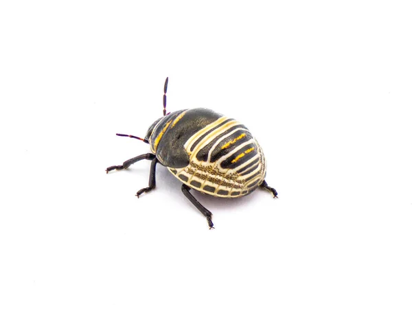 Jewel Bug Escudo Amarillo Anaranjado Negro Escarabajo Con Respaldo Orsilochides — Foto de Stock