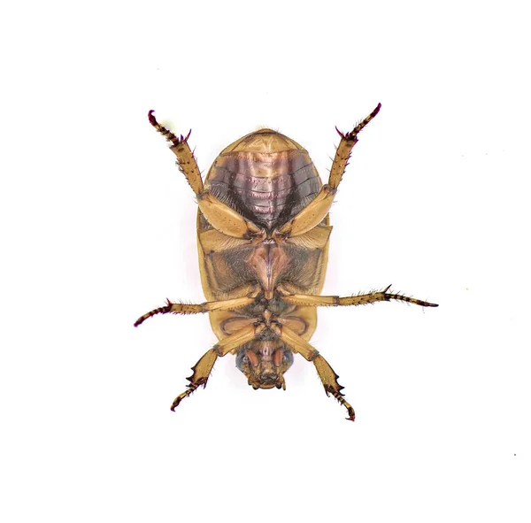 刺五加 Pelidnota Punctata 葡萄甲虫 有斑点的6月甲虫或有斑点的刺五加 Pelidnota — 图库照片