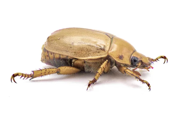 Pelidnota Punctata Grapevine Beetle Spotted June Beetle Spotted Pelidnota Isolated — Stock Photo, Image