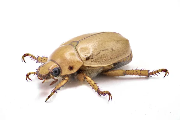 Pelidnot Punctata Üzüm Böceği Haziran Böceği Benekli Pelidnota Beyaz Arka — Stok fotoğraf