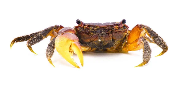 Kepiting Rawa Ungu Sesarma Reticulatum Adalah Spesies Kepiting Yang Berasal — Stok Foto