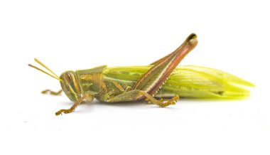 Young American bird grasshopper - Schistocerca Americana - fresh molt  showing soft lime green color wings after it sheds its outgrown exoskeleton clipart