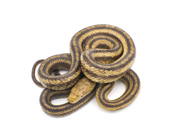 Serpente Oriental Rato Anteriormente Conhecida Como Cobra Amarela Rato Pantherophis — Fotografia de Stock