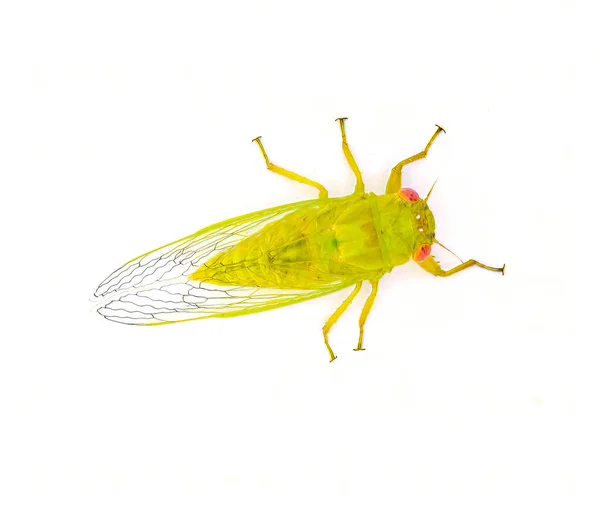 Little Green Southern Grass Cicada Cicadettana Calliope Floridensis Ένα Μικρό — Φωτογραφία Αρχείου