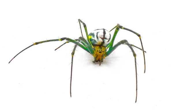 Leucauge Argyrobapta Een Spinnensoort Taxonomische Indeling Van Wielwebspinnen Tetragnathidae — Stockfoto